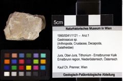 Foto (Objket + Etiketten) von Gastrosacus sp. 